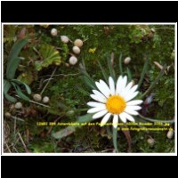 12652 054 Asternbluete auf dem Papallacta-Pass  4200m Ecuador 2006.jpg